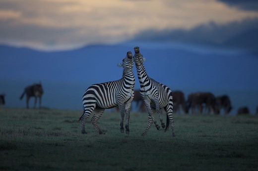 Institutional Partnerships | National Geographic Society