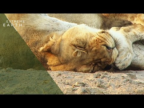 The Ultimate Botswana Wildlife Journey | Full Series Marathon