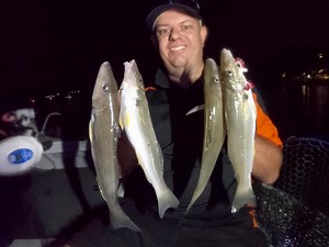 Big whiting at night. Its that time of year when the big estuary whiting school up in the run to the new and full moons. In the big fast flowing rivers they are best targeted around the edge of channels on corrugated sand bottoms where the fish will feed on worms and other bait tidbits swept along with the current. ✅ Long whippy rods, long 2m traces, big 4 or 5 sinkers to hold bottom and small size 4 or 6 baitholder hooks with live bloodworms are the go. This video from last season on the Nerang