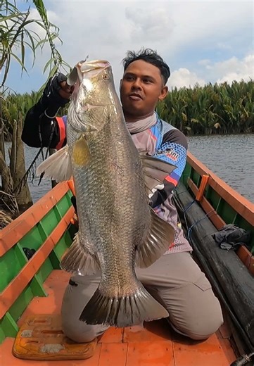 Baramundi: Ikan yang Sering Berpasangan Saat Mencari Makan