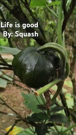 #HangingVegetables