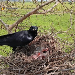 120K views · 2.8K reactions | Large-billed crow bird nurture the little baby in the nest very well. EP.10 | Review Bird Nest | Facebook