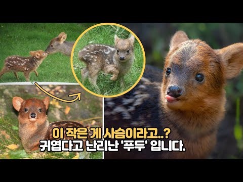세상에서 제일 작은 사슴, ‘푸두’! | The Pudu: World’s Smallest Deer
