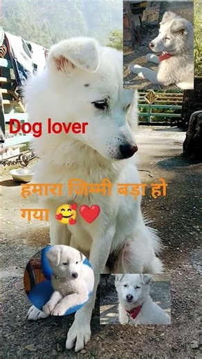 #pet annimal #faithful #@bingo dog song ##dog lover 💙🥰 short video#