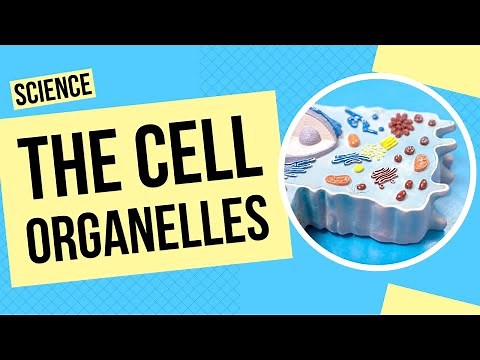 The Parts of a Cell | Science Lesson
