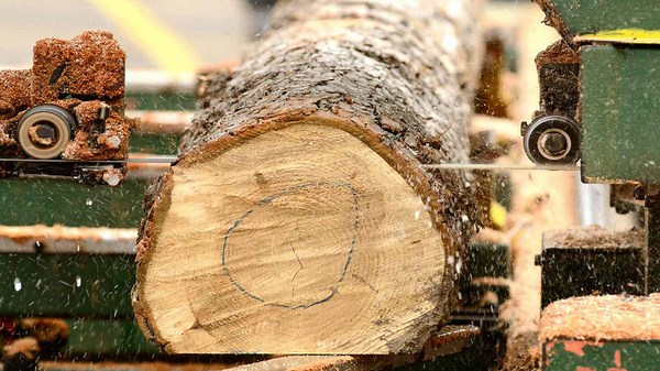 Processing Indonesian Teak: Sawing Super Dry Teak into Raw Blocks