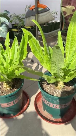 The Ultimate Veggie Garden Journey: Planting Bliss Unveiled