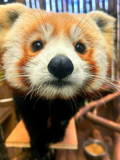 Red Panda Diet: What Do They Eat & How Much Bamboo?