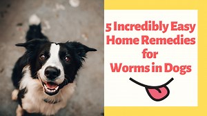 5 Incredibly Easy Home Remedies for Worms in Dogs