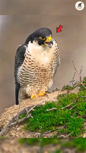 This Bird Attacks at 390 KM/H! 🤯⚡