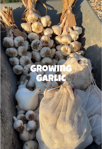 How to Grow Garlic at Home in 5 Simple Steps