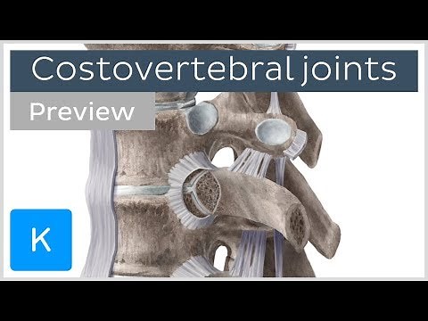Costovertebral joints and ligaments (preview) - Human Anatomy | Kenhub