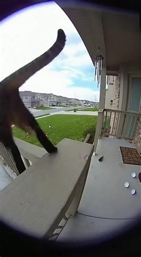 Cat vs Beer Bottles: The Most Dramatic Knockdown Ever Caught on Camera #viralanimals
