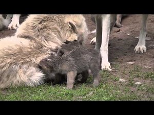 baby wolves 2013