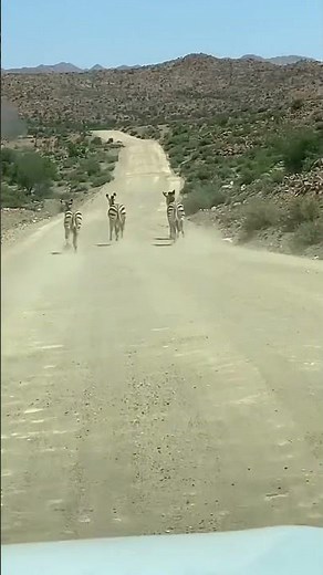When all of the sudden a herd of mountain zebras run in front of you on the road Namibia #shorts