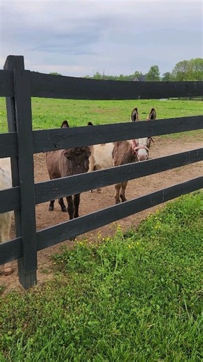 My babies say good morning | Alyssa Capps