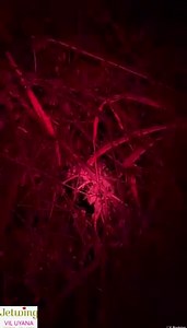 2.4K views · 19 reactions | Glimpse of 30th Gray Slender Loris Born at Jetwing Vil Uyana Loris conservation site with its Mother. Explore www.slenderloris.lk for more information about these elusive creatures. #jetwinghotels #SriLanka #jetwingviluya #wetland #Conservation #loris #primateconservation #ecoluxury #resort #sustainable #future #wildlifeconservation | Jetwing Vil Uyana, A Luxury Reserve | Facebook