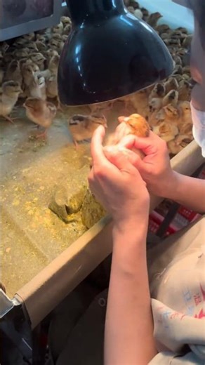 How Farmers Identify Male and Female Chicks by Vent Sexing 👀