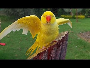 Lovely Yellow Ringneck Parrot Taking Bath