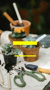 2K views · 42 reactions | Bonsai for Cheap! Save Money While Growing Amazing Trees. Part 3 #bonsai #bonsaitree | Bonsaibarn | Facebook