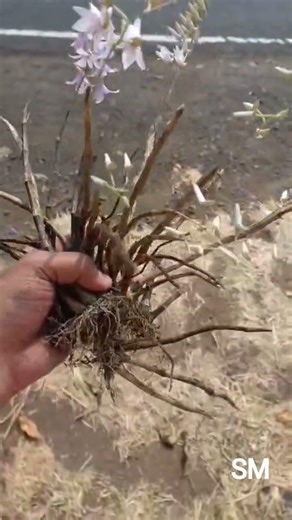 #orchidflowers Dendrobium barbatulam