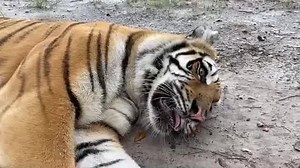 18K views · 91 shares | Big Cat Rescue Home Tour: Aria Tiger Ever wonder what Aria Tiger's suite of cages is really like? Come along with Brittany for a virtual tour of Aria Tiger's home. #BigCats #BigCatRescue #Tigers #HomeTour #CaroleBaskin #tour #virtualtour #Home #HomeSweetHome #Cages #Sanctuary | Big Cat Rescue | Facebook