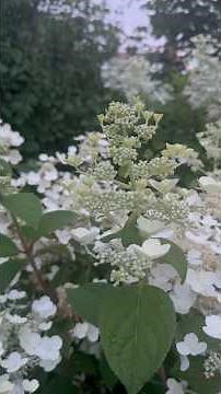 This 7-Foot Quick Fire Hydrangea Stole the Entire Garden! ⛈️🌸