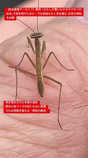 【昆虫衝撃アーカイブ】驚愕！わたしが驚いたオオカマキリの幼虫。子孫を残すために一寸の妥協もなく突き進む、生命の神秘を体験 #昆虫図鑑 #昆虫観察 #insects #undaze #4k