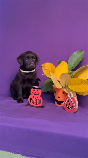 👑my little model #labradorretriever #labradorpuppy #chocolab | South Lamanis labradors kennel