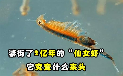 繁衍了2亿年的“仙女虾”，以蚊子为食，它究竟有什么来头？