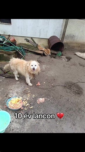 Ez a kutya 10 éves. Tíz évet élt le láncon. Az „ólja” egy rozsdás hordó volt. Nem védelem, nem menedék, nem gondoskodás. Egy darab föld, egy rozsdás lánc, egy rozsdás hordó – és az évek, ahogy csendben, láthatatlanul teltek. Ez nem állattartás. Ez elhanyagolás. Ez szenvedés. És ideje kimondani azt a kérdést, amit túl sokáig söpörünk félre: kinek a felelőssége gondoskodni arról, hogy egy állatot ne így tartsanak? A gazdáé, aki láncra veri. Azoké, akik nap mint nap látják, és mégis hallgatnak. És 