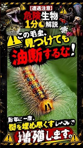【1分解説】街が地獄になる。数年に一度、壁や樹木を埋め尽くす恐怖の大量発生毛虫「マイマイガ」の真実