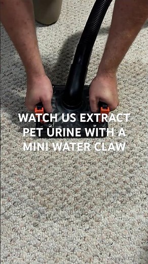 How to extract pet urine from carpet #oxifresh #peturine #extraction