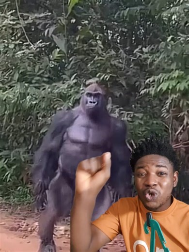 #creatorssearchinsight #wildlife #gorilla #fyp