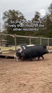 20K views · 1.1K reactions | Zoey was rescued from a testing lab in...