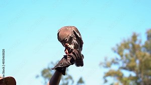 A barking owl, ninox connivens perched on the trainer's hand, feeding on a little mouse prey, slow motion close up shot capturing a nocturnal bird species native to mainland Australia in action.
