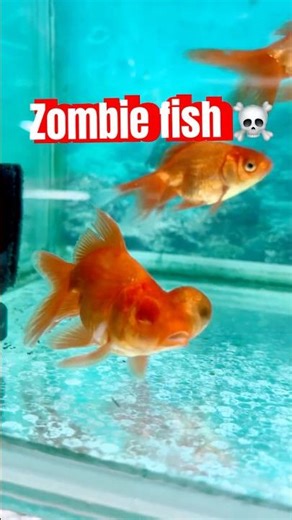 Zombie goldfish 😢☠️😱#trending #like #viral #shortvideo #susbcribe #music #planetaquarium #￼
