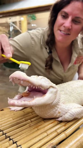 Just some swamps puppies #funny #crocodile #alligator #cute #crazy