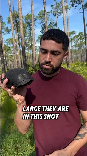 Eastern Box Turtle & Gulf Coast Box Turtle #turtle