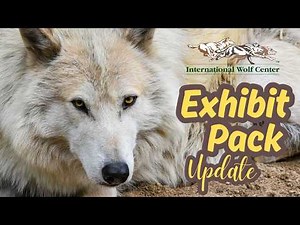 A Closer Look at Wolf Pack Dynamics (Exhibit Pack Update - 27 June 2026)