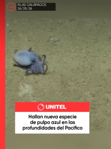 Científicos descubrieron una nueva especie de pulpo azul en las profundidades del océano Pacífico, cerca de las Islas Galápagos. El pequeño animal, de apenas 5 centímetros, fue detectado por un robot submarino a casi 1.800 metros de profundidad y sorprendió por su apariencia similar a un personaje animado 📲 Más información en Unitel.bo #Unitel #Pulpo #Galapagos #OceanoPacifico #Ciencia #Naturaleza