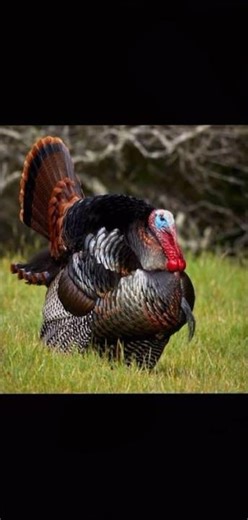 Turkey edit. #thanksgiving #turkey #edit #shorts