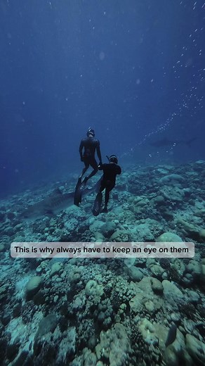 5.5M views · 63K reactions | This is how quickly they can change their interest from one thing to another. Make sure you are always looking at them and being aware. In the video, you can also hear @pelagicpanda making a grouper call to warn @inah_shark about the interests changed. Our safety divers have different sounds to make to warn different things and have mastered a great way to communicate underwater to provide better safety. | Pelagic Divers Fuvahmulah | Facebook