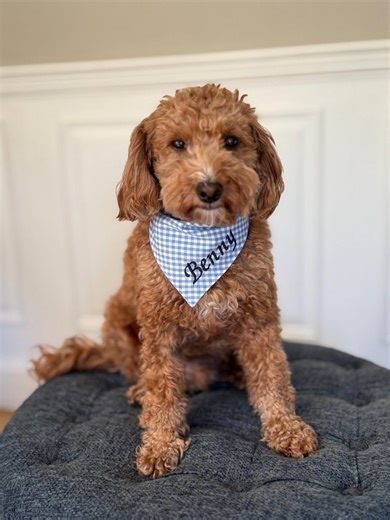 Personalized Gingham Dog Bandana, Stretchy Blue White Neckwear - Etsy