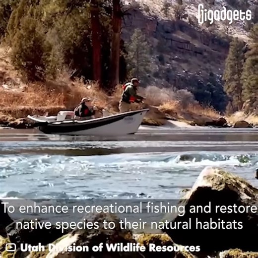Fish stocking by airplane.🐟 Utah Division of Wildlife Resources stocks high elevation lakes aerially each summer. According to the division, the aerial method is used to reach lakes that cannot be accessed by land vehicles or other more traditional methods. Agencies in New York, Colorado, and Wyoming are also using the same method to stock fish | GIGadgets