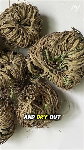 Rose of Jericho The Resurrection Plant That Comes Back to Life #shorts #naturefacts #plants