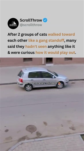 Cat Gangs' "Peaky Blinders Standoff" moment on the street has the internet losing it 😭😂 #viral