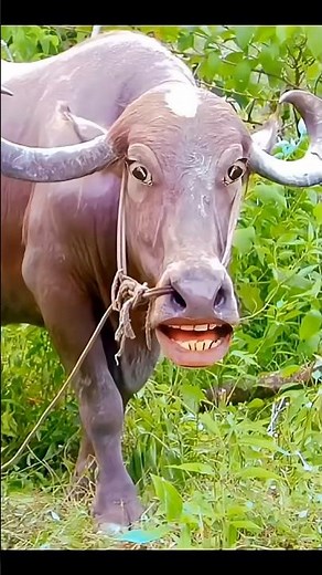 #funnycow #cow #animals
