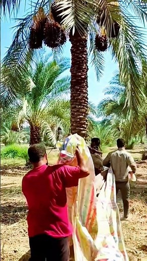 super fast and practical date harvesting techniques #shorts #tips #plantations