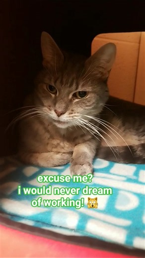 shy cute 7-year-old gray cat at rescue shelter dreams about napping & chilling — not working! 🥰💙